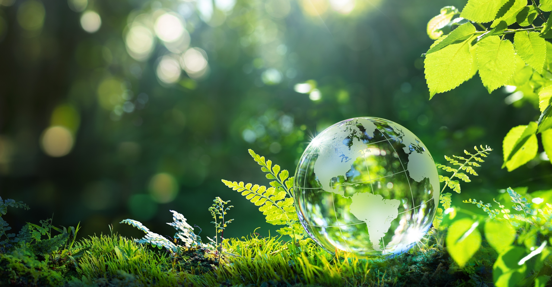 PROFIBEWÄSSERUNG - Bieringer Gregor Ternberg