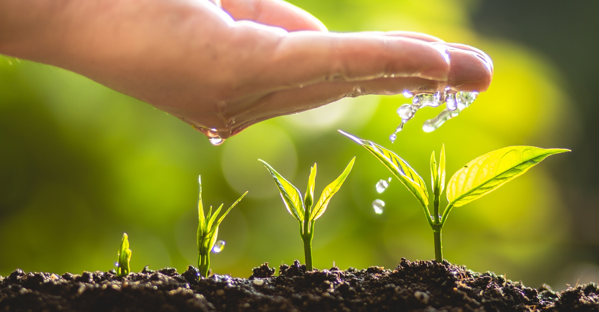 PROFIBEWÄSSERUNG - Bieringer Gregor Ternberg