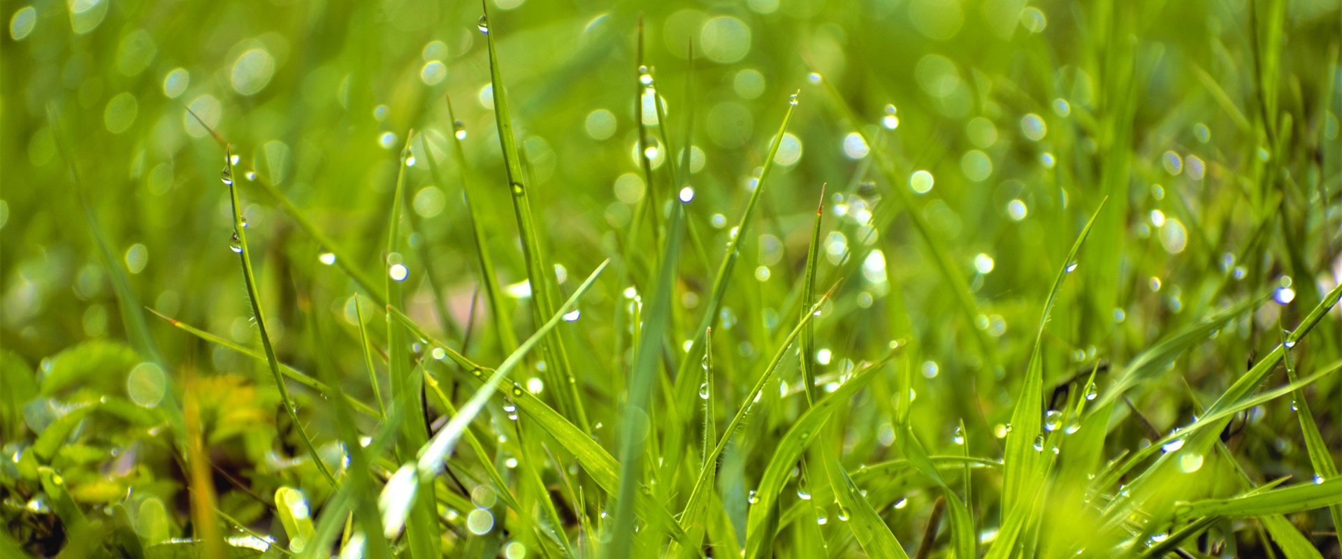 PROFIBEWÄSSERUNG - Bieringer Gregor Ternberg