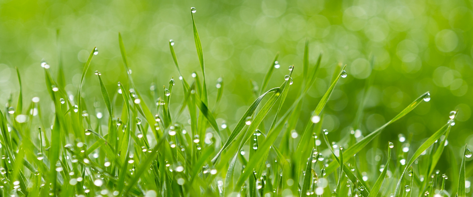 PROFIBEWÄSSERUNG - Bieringer Gregor Ternberg