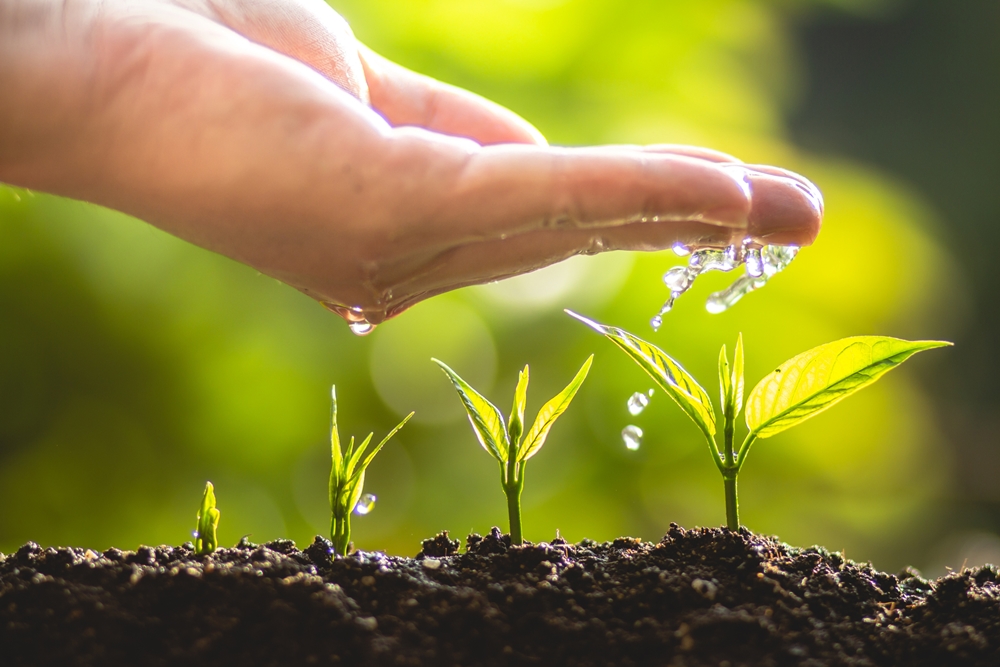 PROFIBEWÄSSERUNG - Bieringer Gregor Ternberg